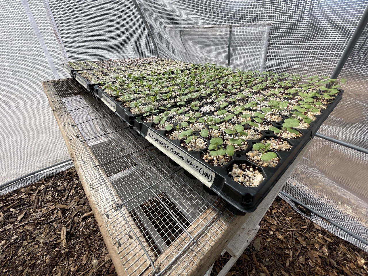 Seedlings for a spring garden are sprouting in a small hoop house within this urban land lab.