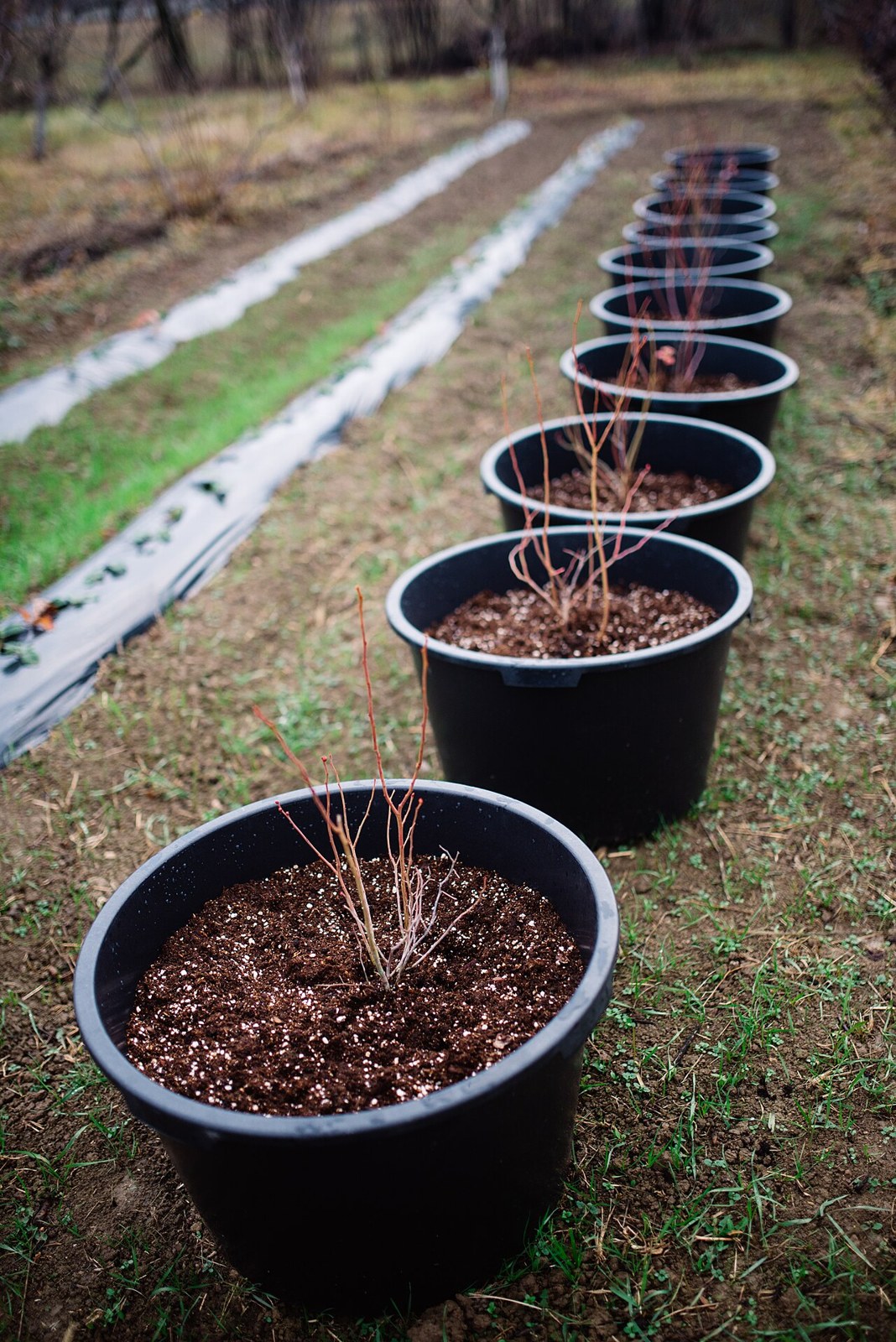 Young plants are arranged neatly in black pots on a grassy area, indicating a spring planting activity. The garden features rows of prepared soil ready for growth.