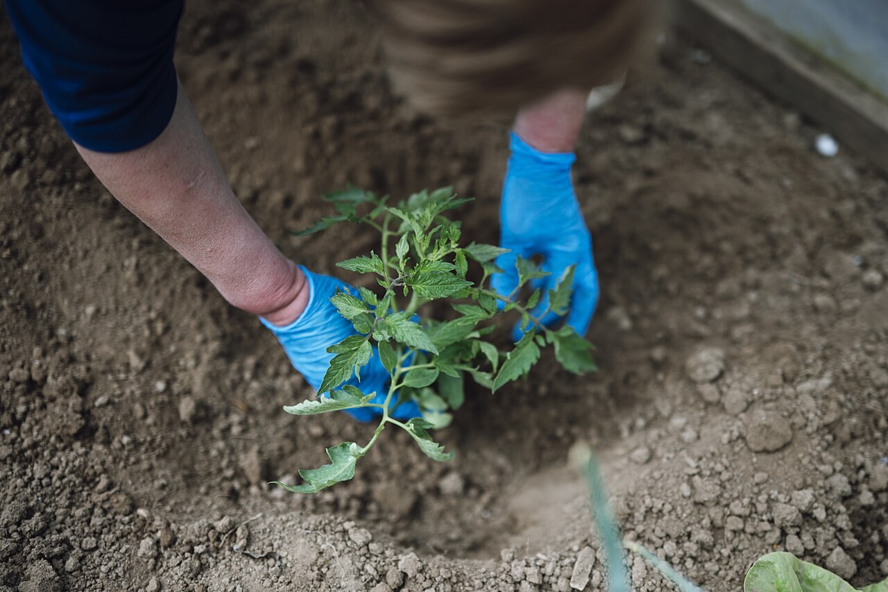 Support a transplant by its root ball while placing it. This in-ground planting photograph illustrates handling, not a test of the selected trowels.