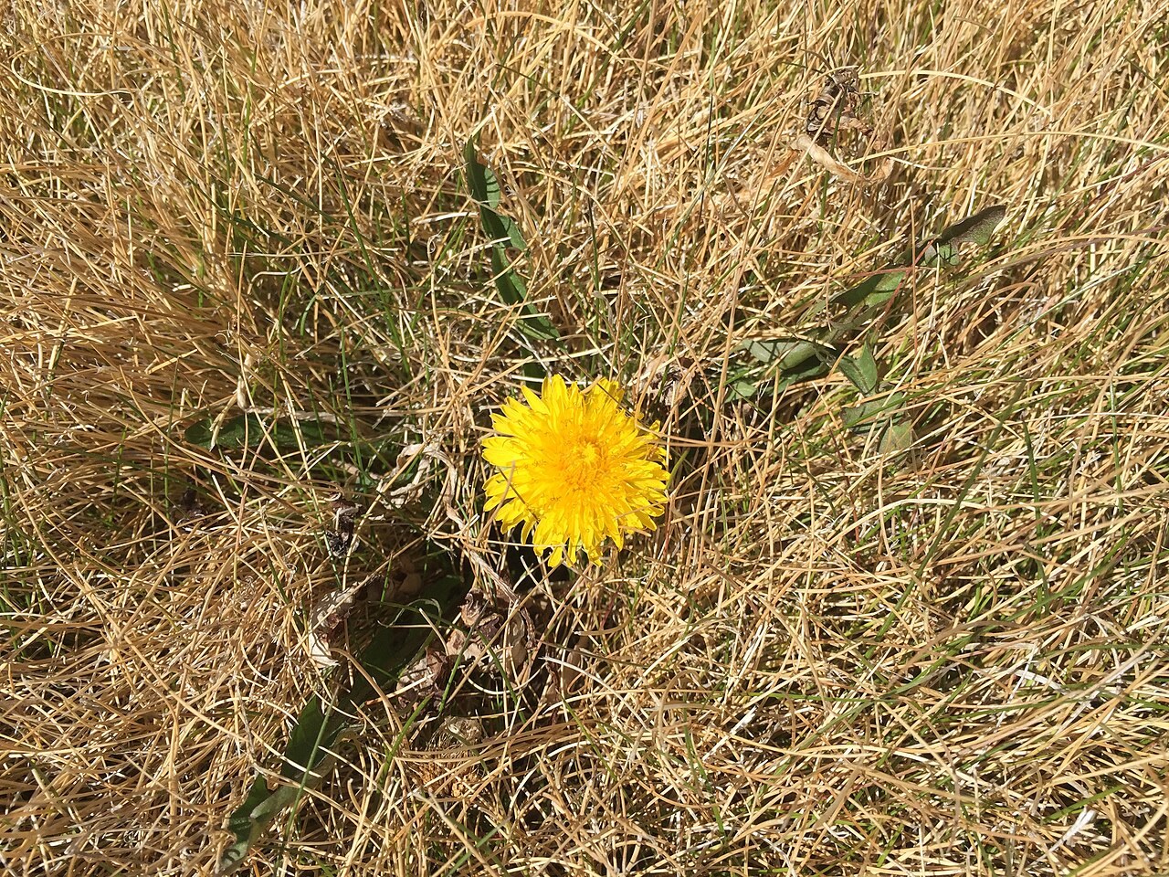Lone dandelion in a dry lawn along Idaho Street (Former U.S. Route 40) in Elko, Nevada
