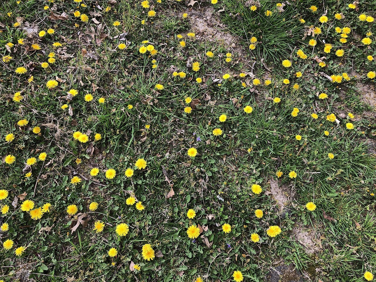 A lawn with many weeds needs a broader plan; a stand-up puller is most useful for isolated targets. Context photograph, not a tool trial.