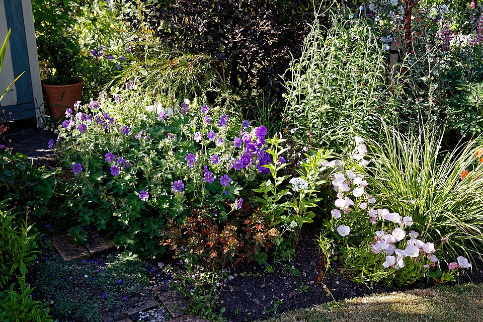 A mixed border (biennials and shrubs) in Boreham village, Essex, England.Camera: Canon EOS 6D with Canon EF 24-105mm F4L IS USM lens.Software: RAW file lens-corrected, optimized and converted with DxO OpticsPro 11 Elite, and further optimized with Adobe Photoshop CS2.