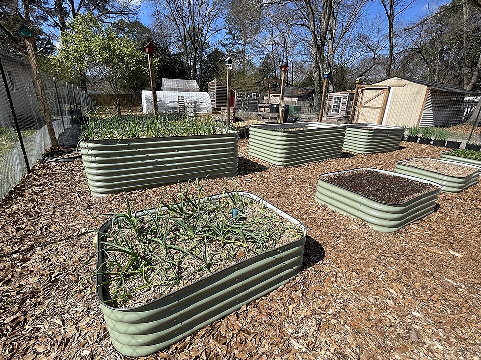 Green onions and garlic are growing in these raised metal garden beds. Raised beds are a great addition to a land lab as they make gardening more accessible for people of all ages.