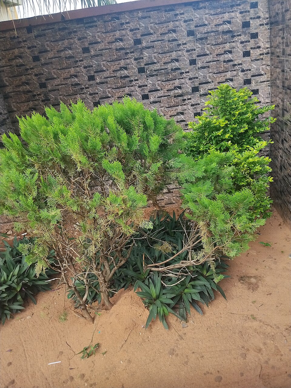 A small green shrub growing in a sandy garden bed next to a tiled wall.