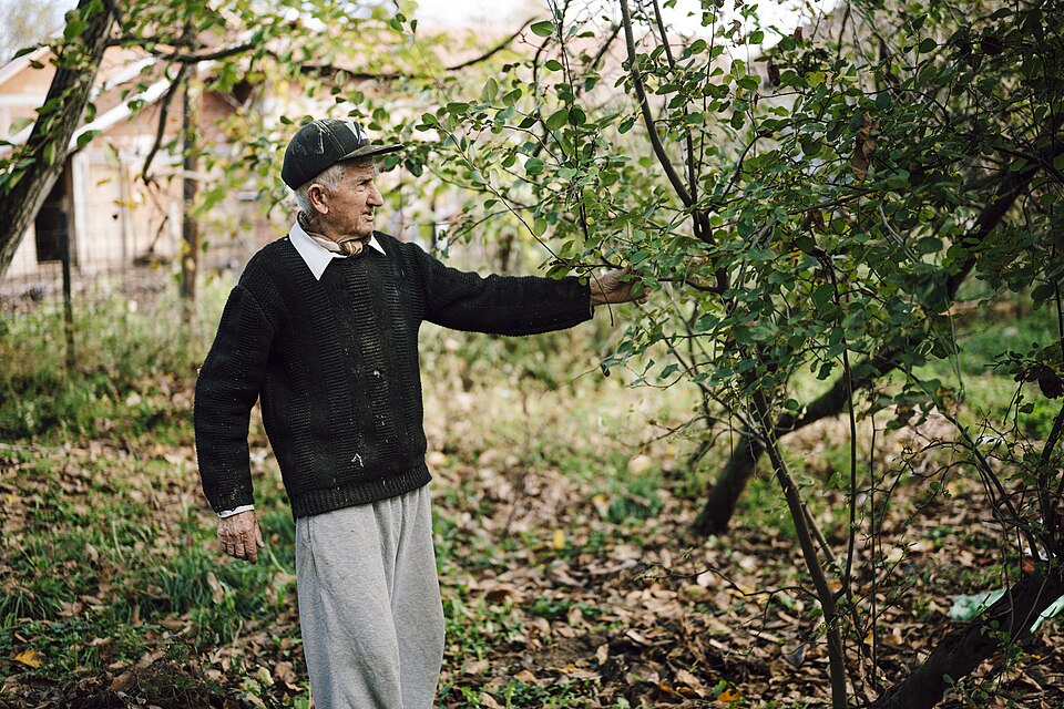 An elderly man in a black sweater and cap stands in a garden during autumn. He gently tends to the trees, surrounded by vibrant green and yellow leaves on the ground.