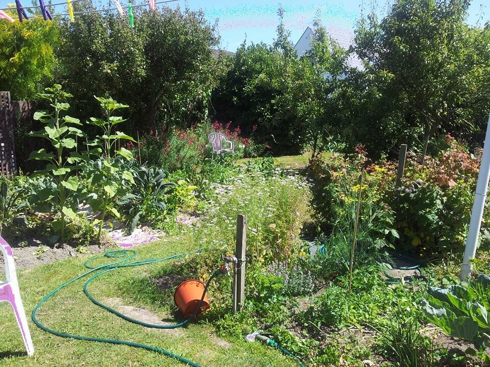 A real backyard garden in Christchurch, New Zealand, showing open sunlight and shade around trees and borders.