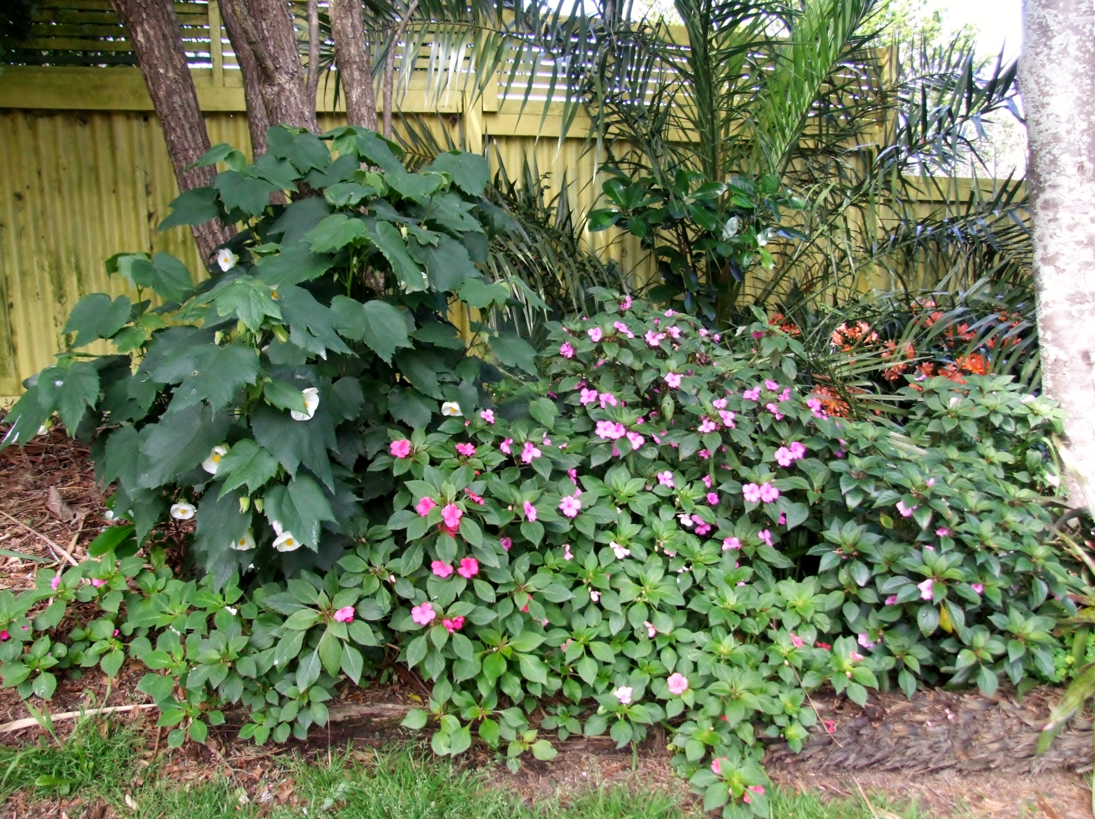 Mixed planted backyard border in New Zealand; context photo, no timer depicted or tested.