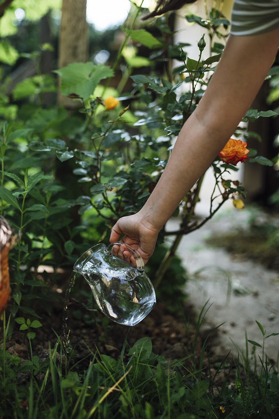 Hand watering plants with a pitcher in a garden. Context photo, not one of the selected watering cans.